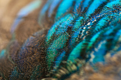 Close-up of peacock