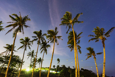 Low angle view of palm trees against sky