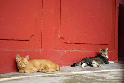 Portrait of cat on red wall