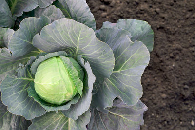 Cabbage angle view of green leaf on field
