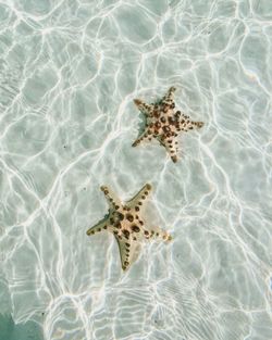 Beautiful thorny starfishes, only natively found in the remote islands of south east asia