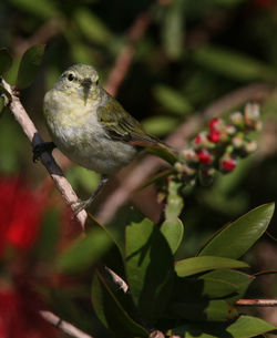 Close-up of bird perching on branch