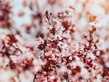 Full frame shot of pink flowers