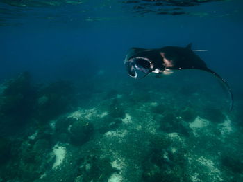 View of fish in sea