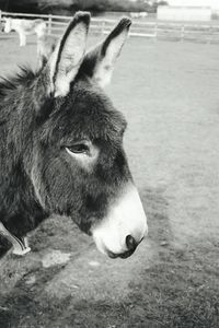 Close-up of horse