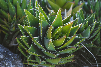 Close-up of succulent plant