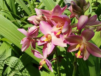 Close-up of pink flowering plant