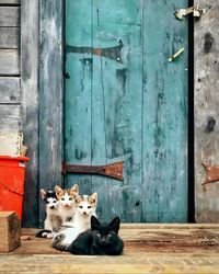 Portrait of cat sitting against wall