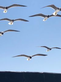 Low angle view of seagulls flying