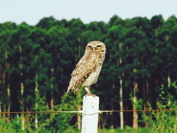 Close-up of owl perching on tree against sky