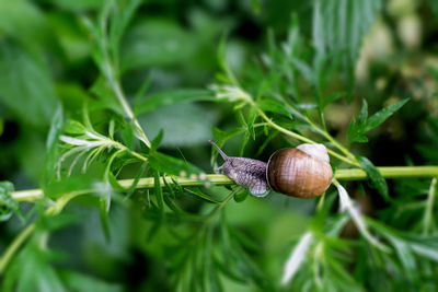 Close-up of snail on plant