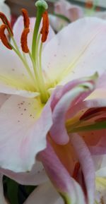 Macro shot of pink lily