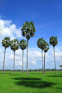 Palm trees on field against sky