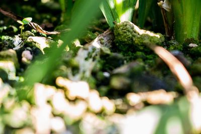 Close-up of plant growing in forest