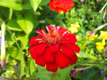 Close-up of red flower