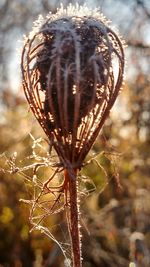 Close-up of cactus flower