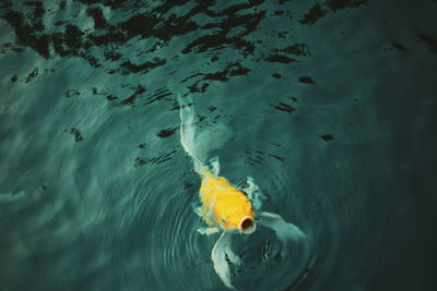 High angle view of fish swimming in water