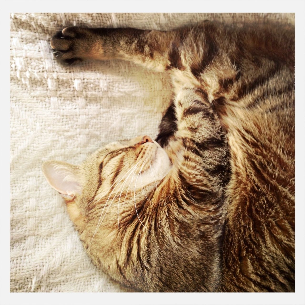 transfer print, animal themes, one animal, indoors, auto post production filter, sleeping, mammal, pets, domestic animals, domestic cat, relaxation, cat, resting, close-up, feline, animal body part, eyes closed, high angle view, lying down, animal head