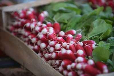 Close-up of fresh radish for sale