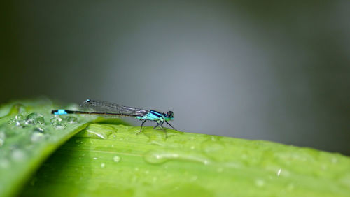 Close-up of leaf