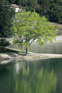 Trees by lake in forest