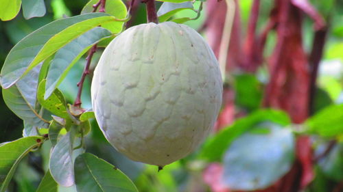 Close-up of plant