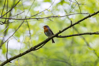 Close-up of bird perching on a tree