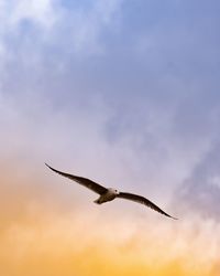 Low angle view of bird flying against sky