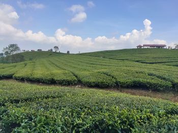 Scenic view of agricultural field against sky