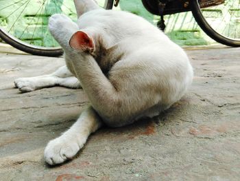 Close-up of cat hiding face with its paw