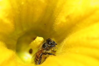 Close-up of insect on yellow flower