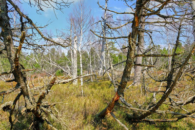 Bare trees in forest against sky