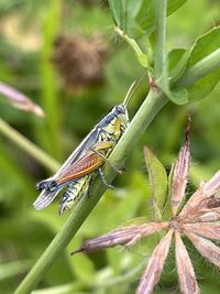 Close-up of insect on plant