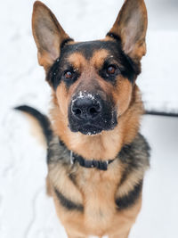 Close-up portrait of dog in snow