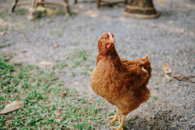 View of a bird on field