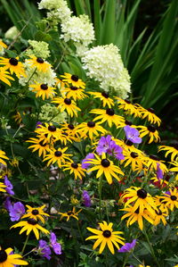 Close-up of yellow flowering plants in park