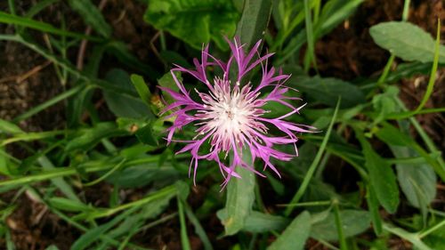 Close-up of purple flowers blooming