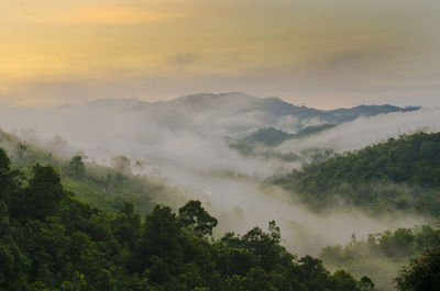 Scenic view of trees in forest against sky