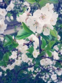 Close-up of white flowers on tree