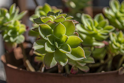Close-up of succulent plant