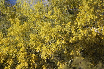 Plants growing on tree