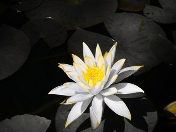 Close-up of water lily blooming outdoors