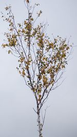 Close-up of cherry blossom against clear sky