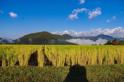 Scenic view of field against sky