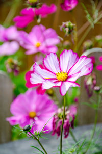 Close-up of pink flowering plants