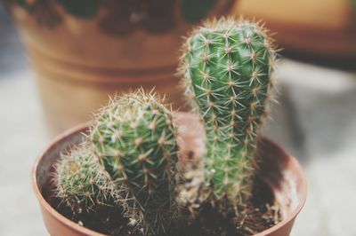 Close-up of succulent plant in pot