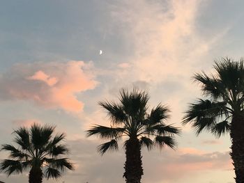 Low angle view of palm trees against sky during sunset