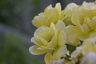 Close-up of yellow flowering plant