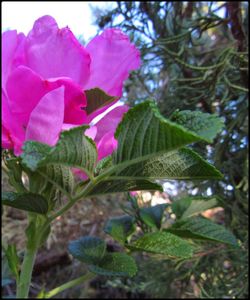 Close-up of pink flowers blooming on tree