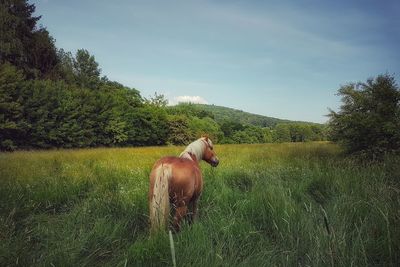 View of a horse on field